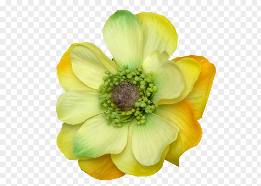 Fleur StylisÃ©e Anemone Cut Flowers Petal PNG