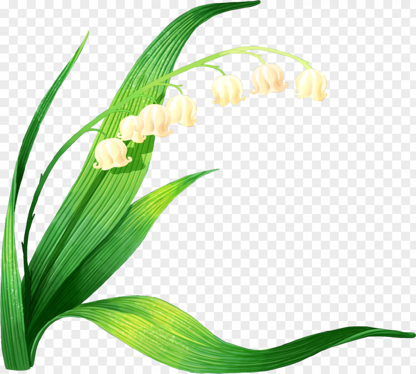 Lily Of The Valley PNG