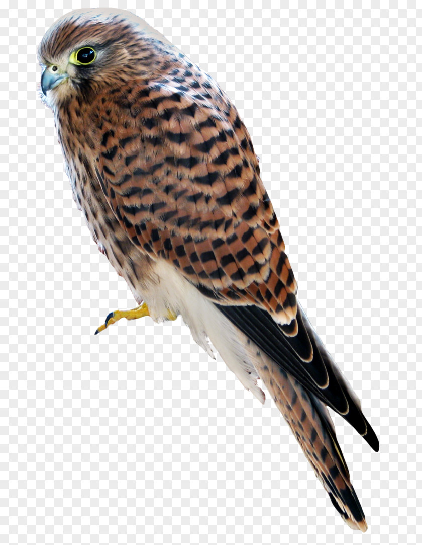 Owl Hawk Finches Buzzard Beak PNG