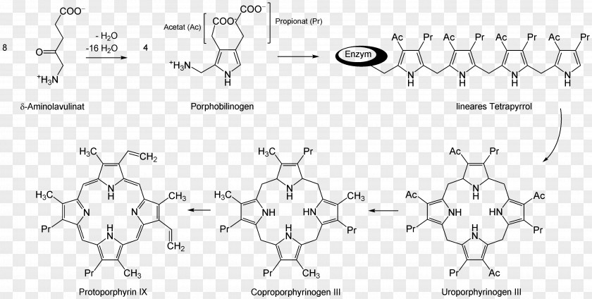 5-Aminolevulinic Acid Aminolevulinic Synthase Uroporphyrinogen III Succinyl-CoA PNG