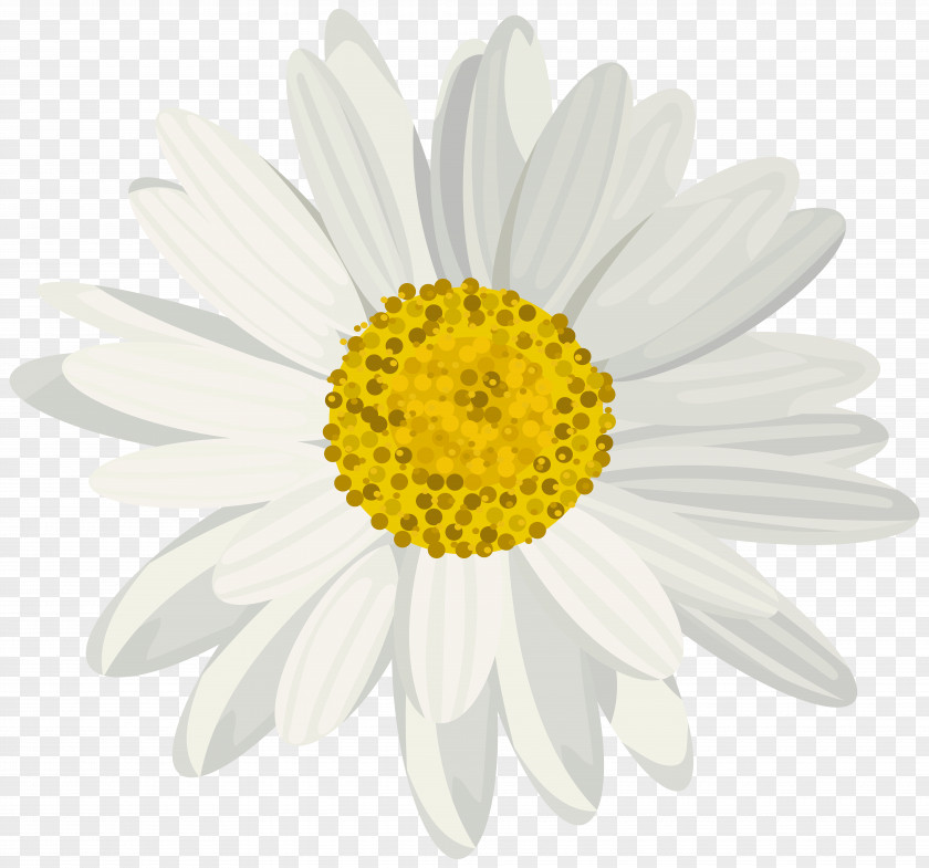 Daisy Photography Clip Art PNG