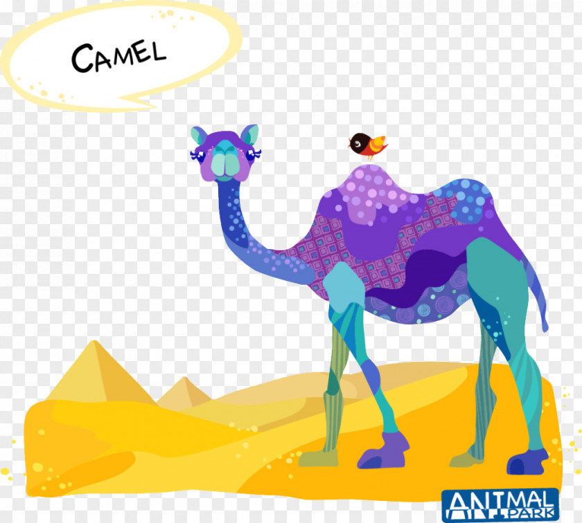 Desert Camel Dromedary Bactrian Drawing Cartoon PNG