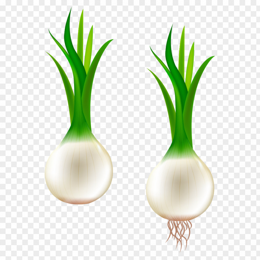 Garlic Scallion Potato Onion Blooming Clip Art PNG