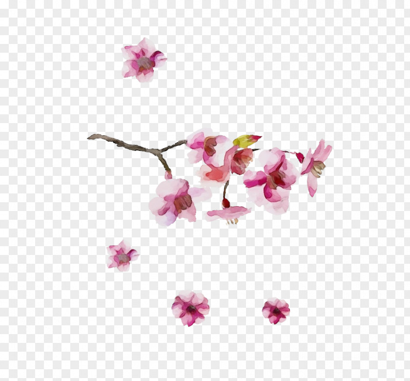 Orchid Branch Cherry Blossom PNG