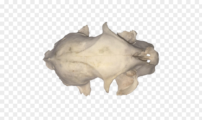 Bones Cast Jaw PNG