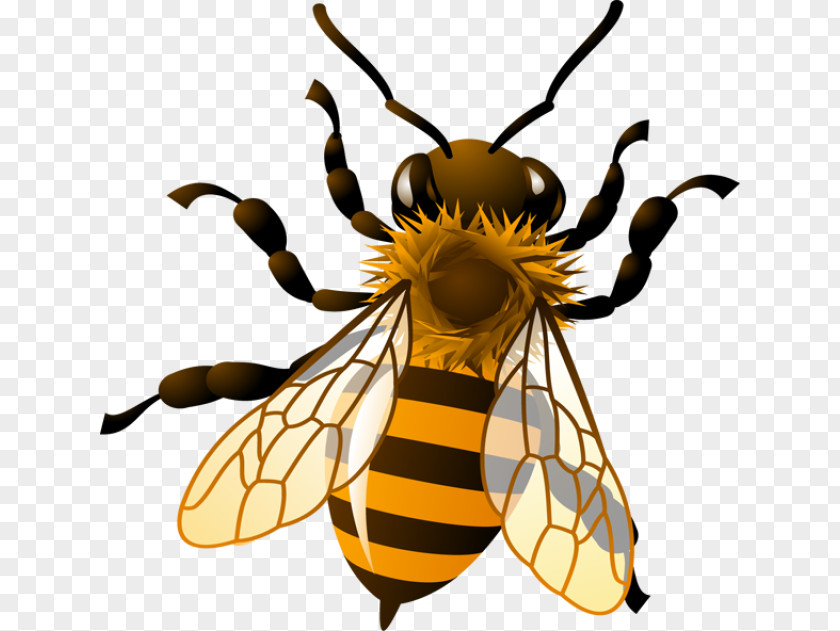 Easy Insect Cliparts Western Honey Bee Bumblebee Royalty-free Clip Art PNG