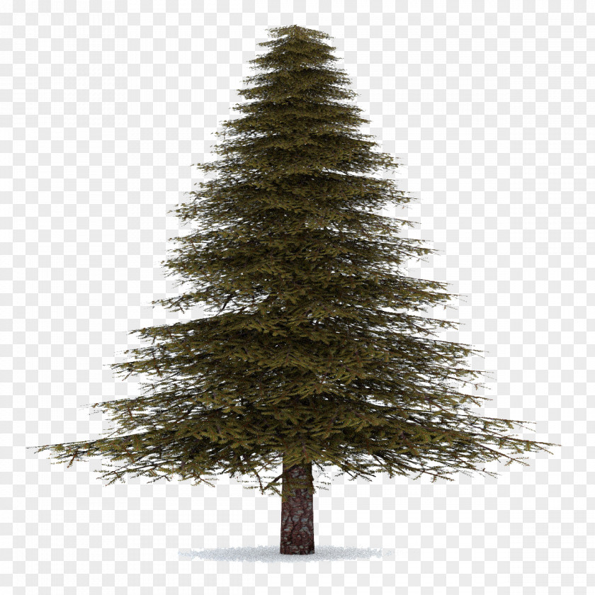 Fir-Tree Transparent Spruce Christmas Ornament Fir Pine Tree PNG