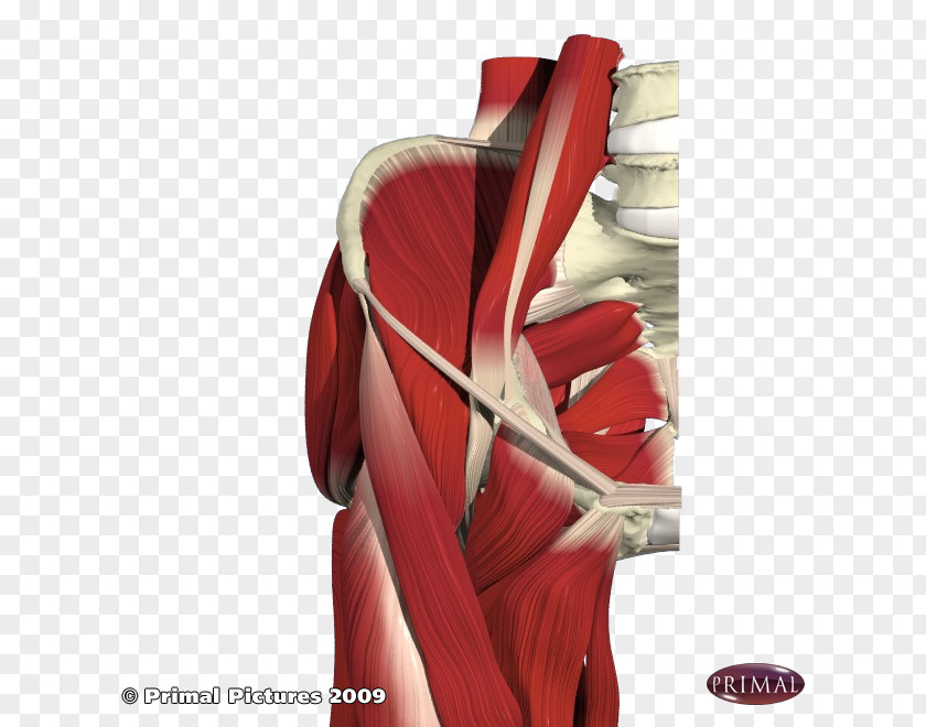 Muscles Of The Hip Pectineus Muscle Anatomy PNG