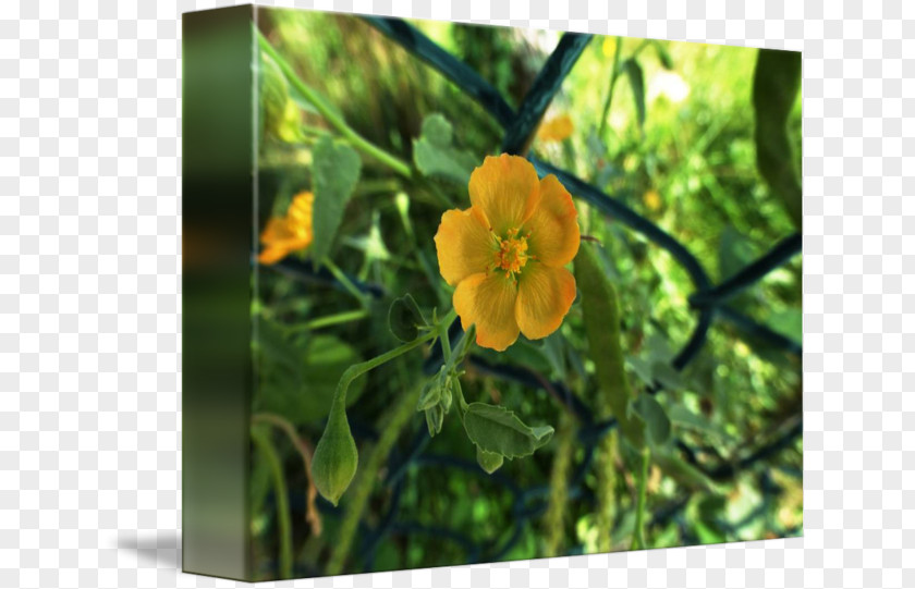 Orange Blossom Wildflower PNG