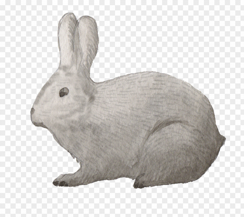 Rabbit Domestic Samsung Galaxy S7 Hare PNG