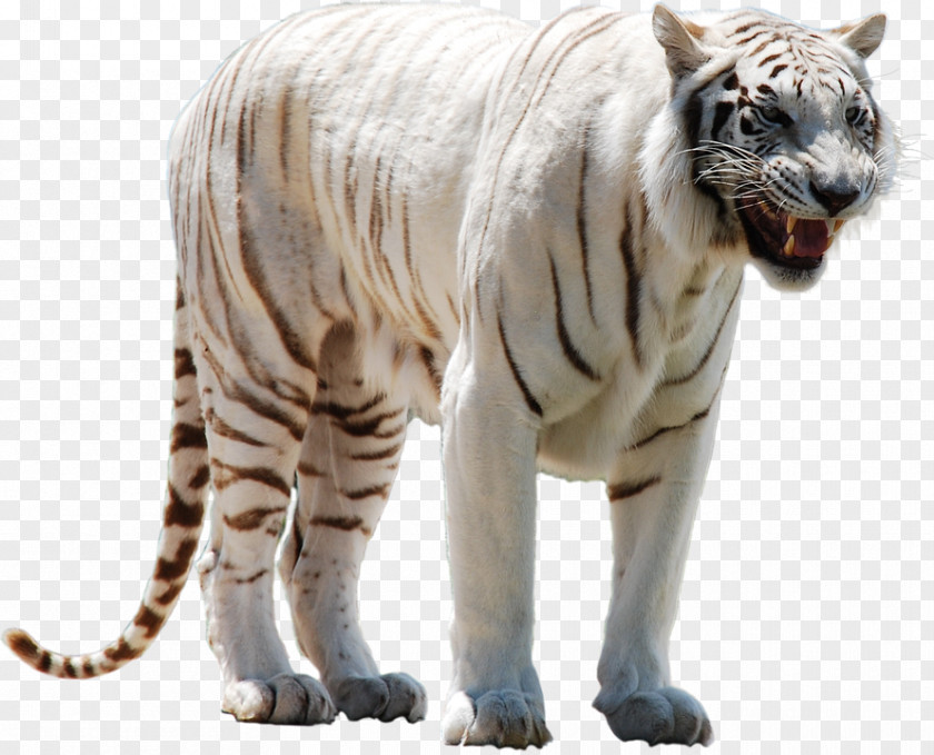 White Tiger Clipart PNG
