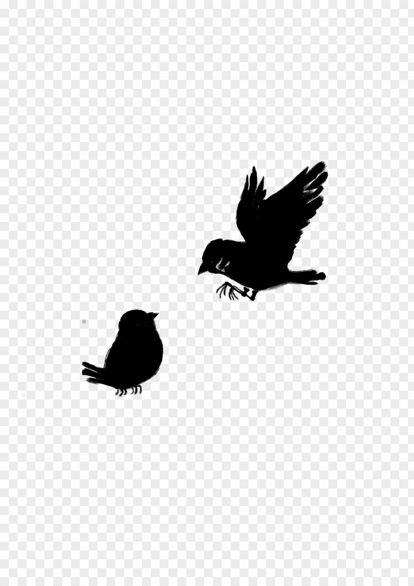 American Crow Common Raven Fauna Silhouette PNG
