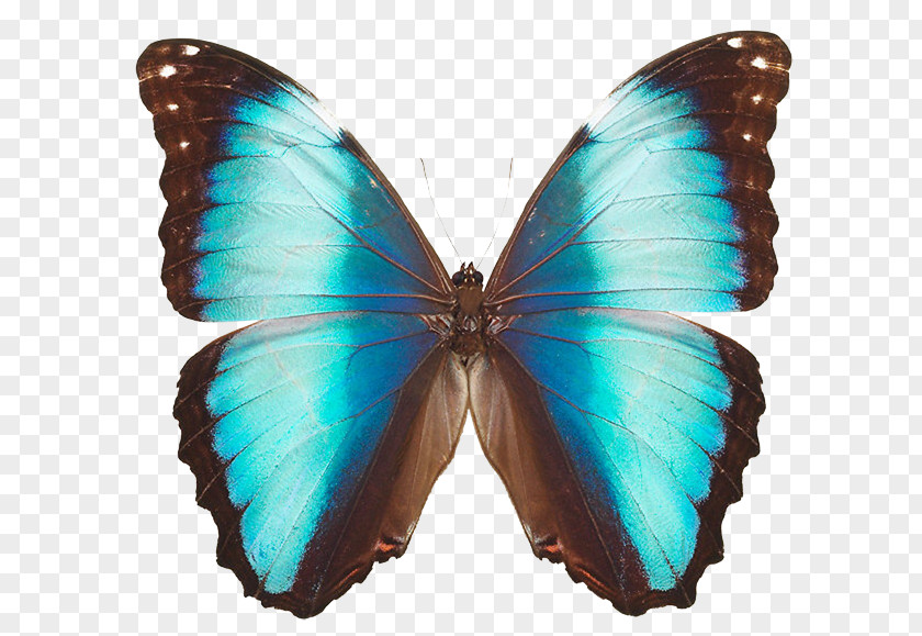 Butterfly Morpho Deidamia Menelaus Cypris Satyrinae PNG