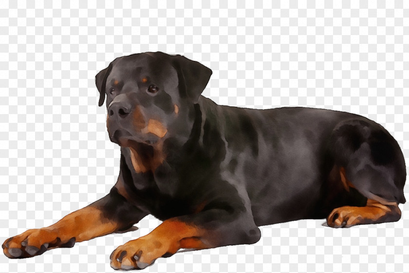 Dog Rottweiler Snout Companion Molosser PNG