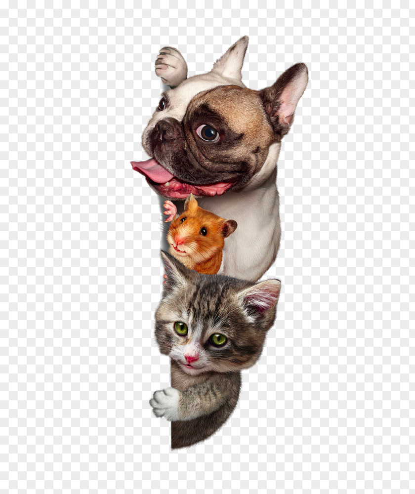 Hd Cute Pugs And Cats PNG cute pugs and cats clipart PNG