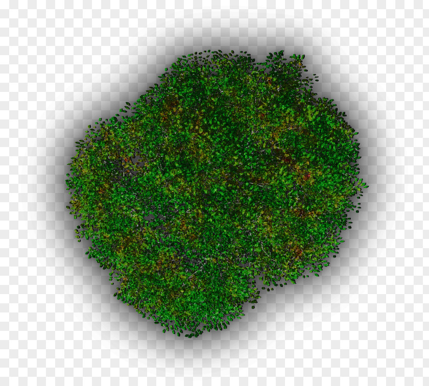 Moss Vegetation Tree Shrub Lawn PNG