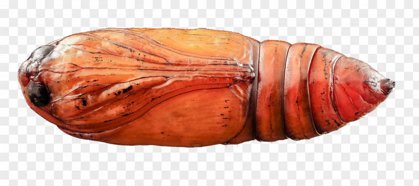 Orange Pupa Insect Bee PNG