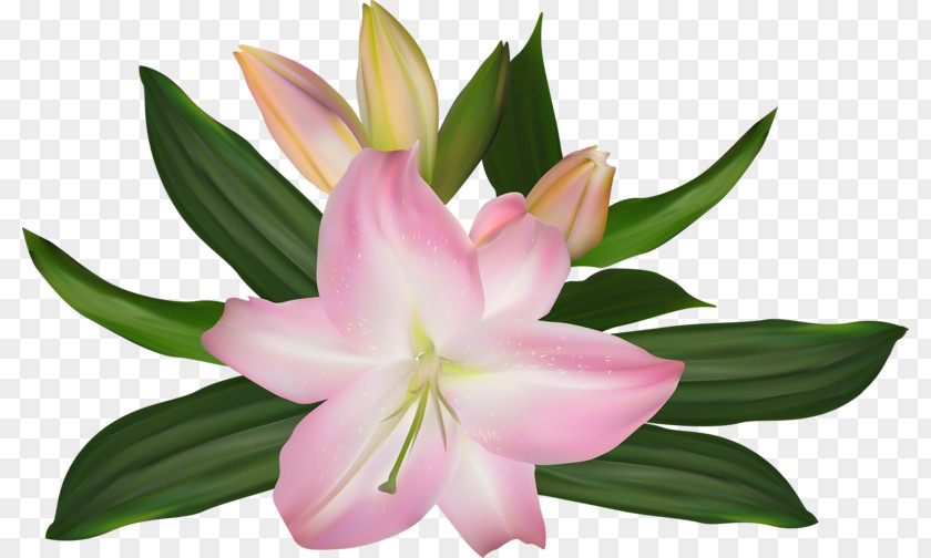 Pink Lily Lilium Flower Illustration PNG