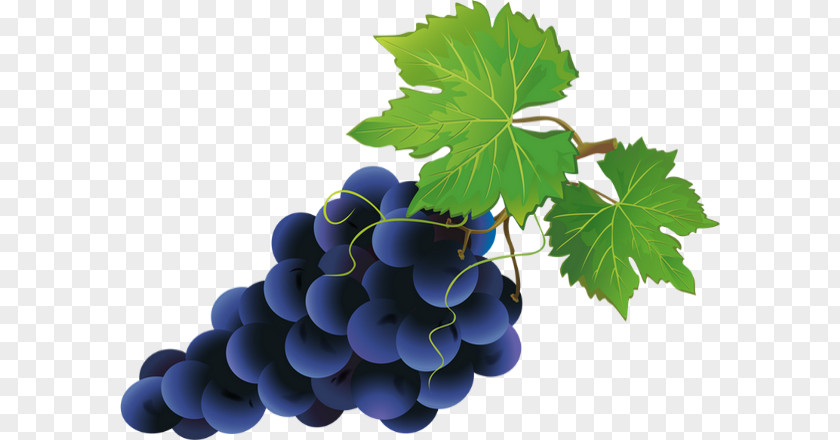 Raisin Grape Clip Art PNG