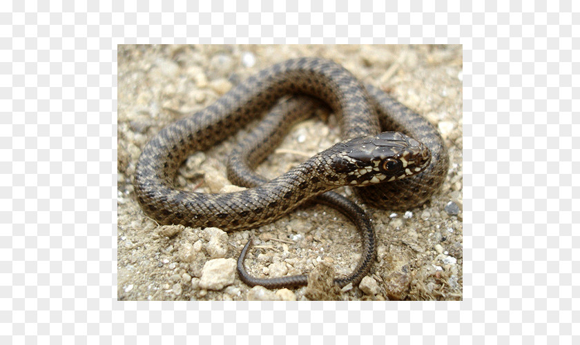 Snake Sidewinder Kingsnakes Hognose Grass PNG