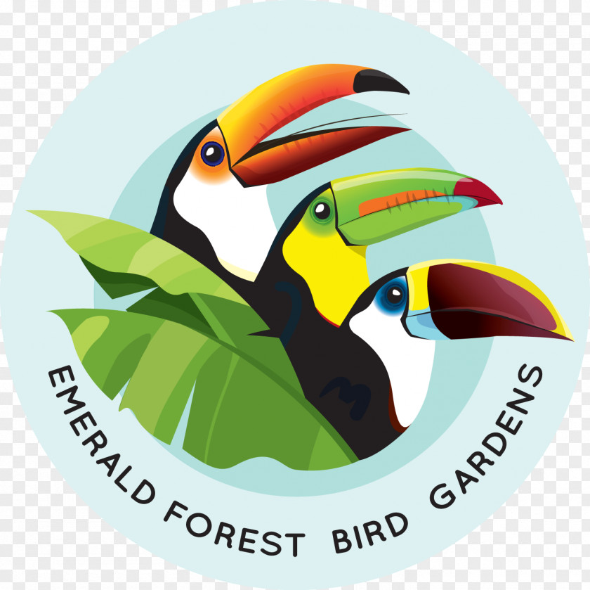 Toucan Emerald Forest Bird Gardens Beak Aracari Animal PNG