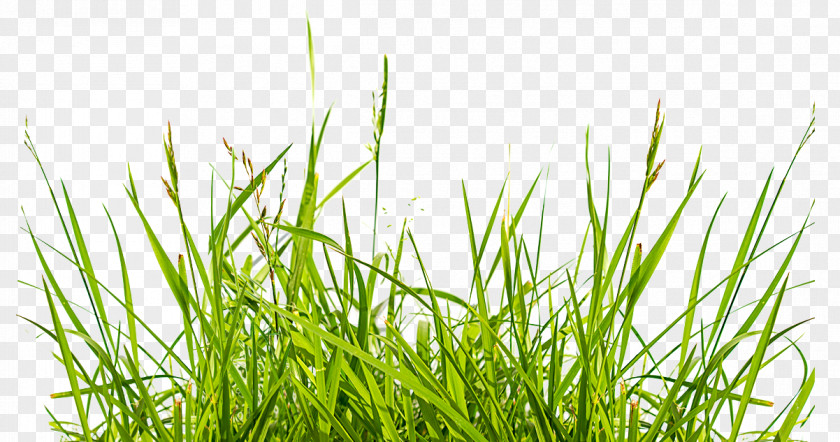 Weed IStock Lawn European Union Preemergent Herbicide PNG
