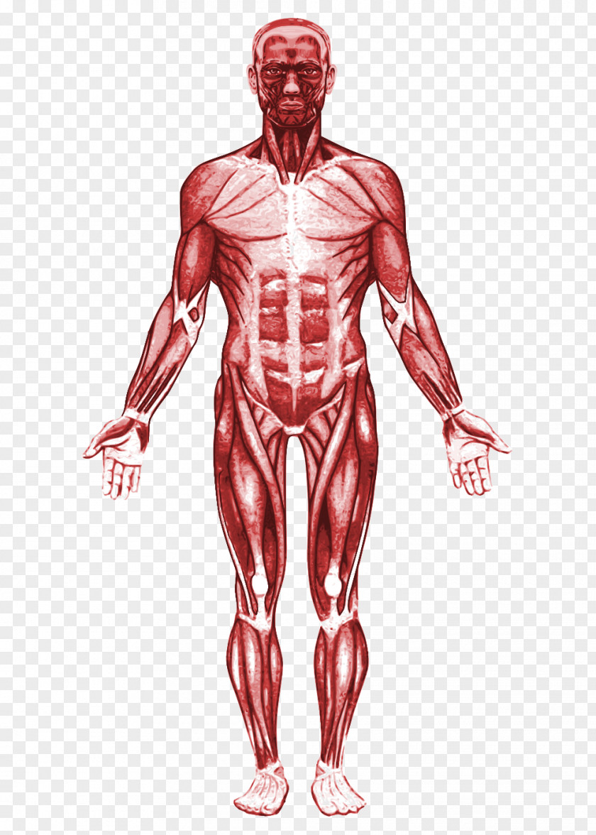 Hand Homo Sapiens Fundamentals Of Anatomy And Physiology Human Muscle PNG