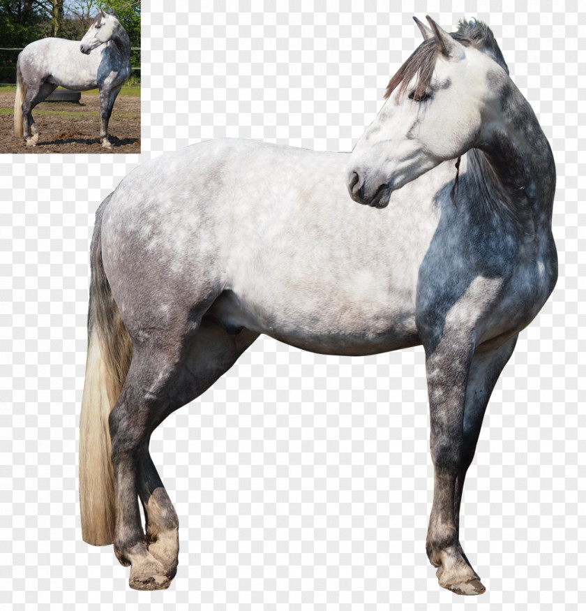 Horses Andalusian Horse Mustang Stallion Standing Mare PNG