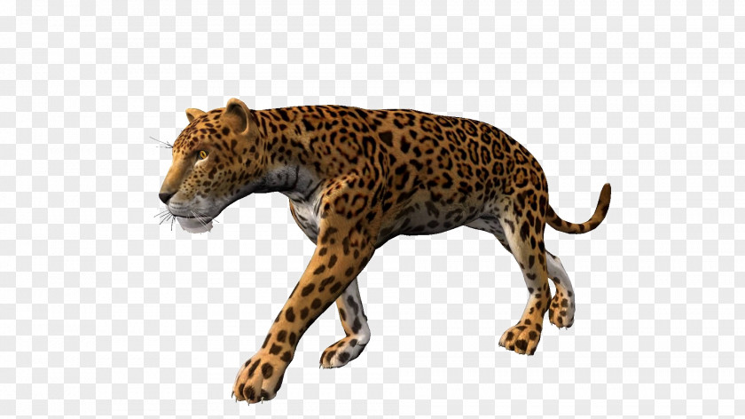 Leopard Jaguar Cheetah Stock Footage Lion PNG