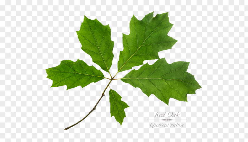 Oak Maple Leaf Grape Leaves Twig Plane Trees PNG