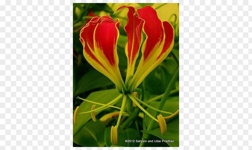 Spider Plant Daylily Wildflower Herbaceous Lily M PNG