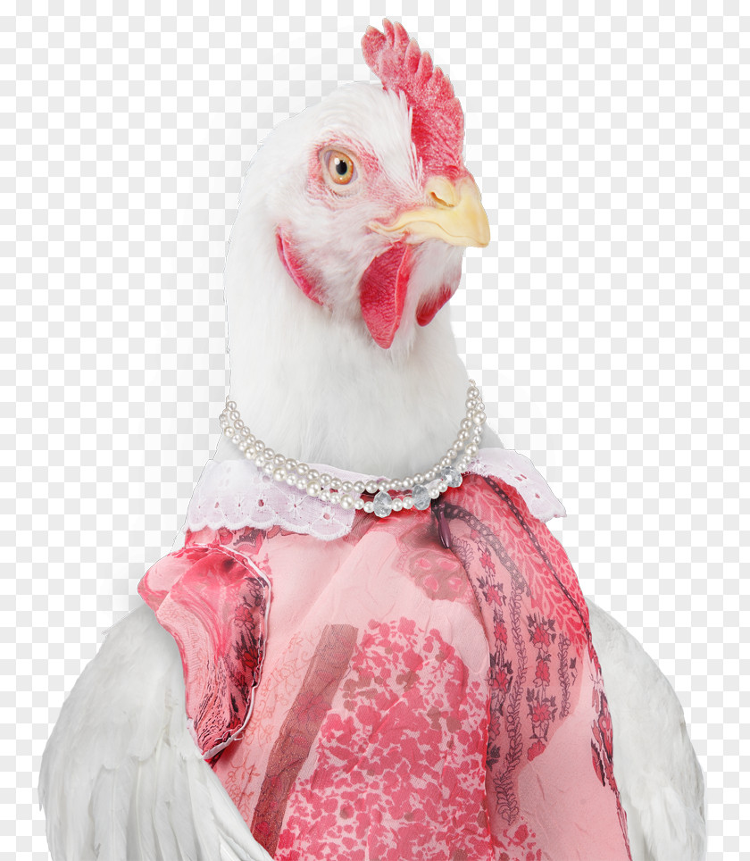Chicken Family Rooster Neck Beak PNG