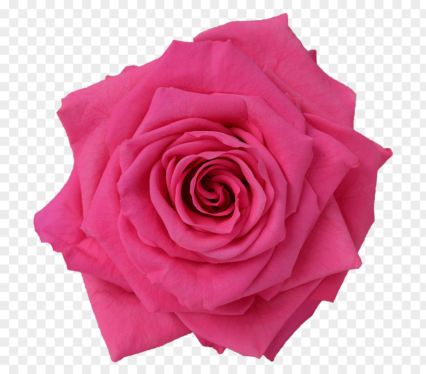 Flower Garden Roses Cabbage Rose Floribunda Pink Rainbow PNG