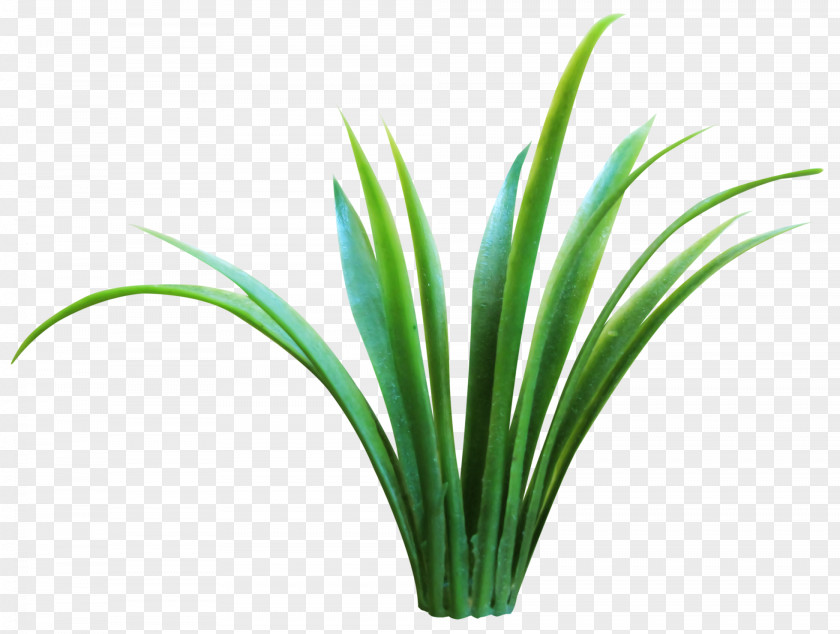 Grass Plant Sweet Grasses Flora PNG