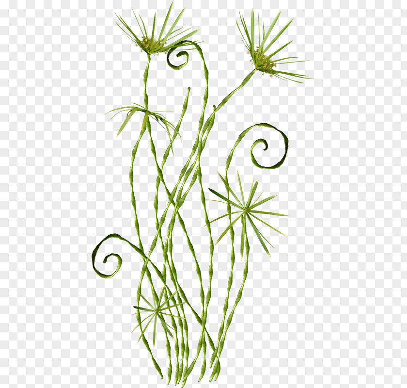 Oliva Flower Picasa Clip Art PNG