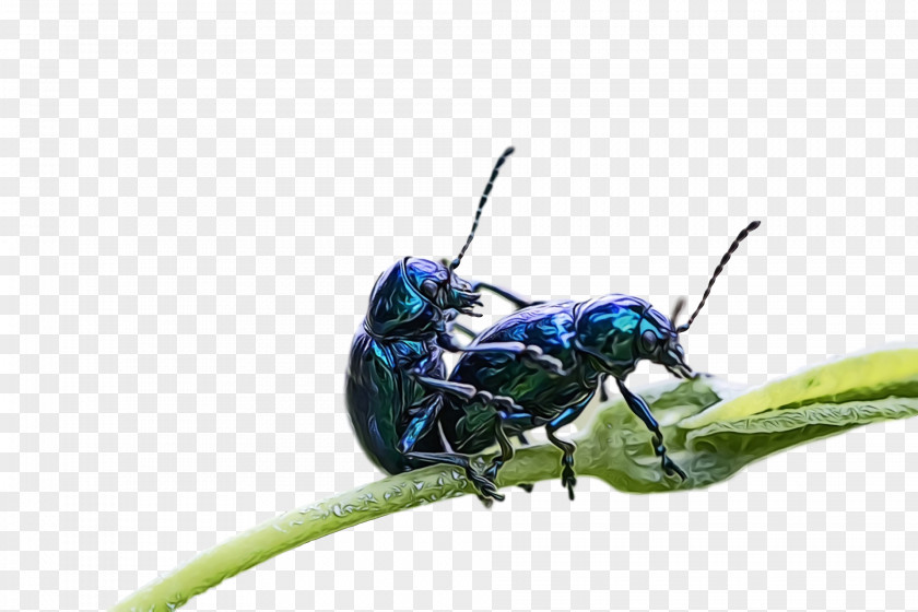 Beetles Pest Insect PNG