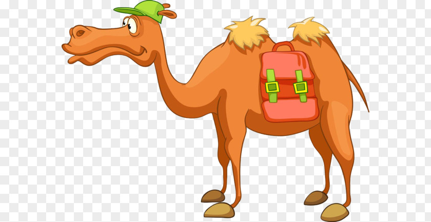 Cartoon Camel Dromedary Bactrian Vector Graphics Clip Art Royalty-free PNG
