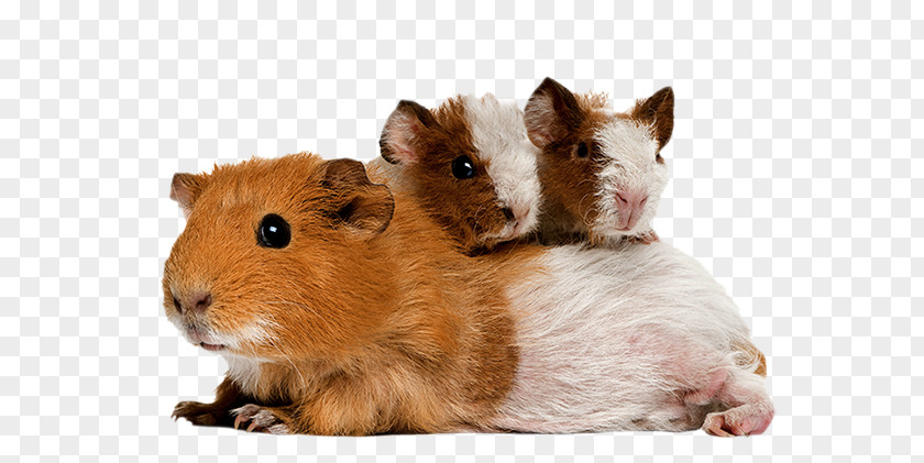 Guinea Pigs Pig Mouse Rodent Hamster PNG