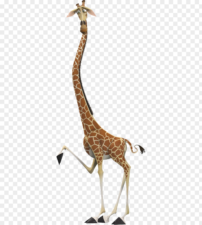 Melman Gloria Alex Madagascar Character PNG