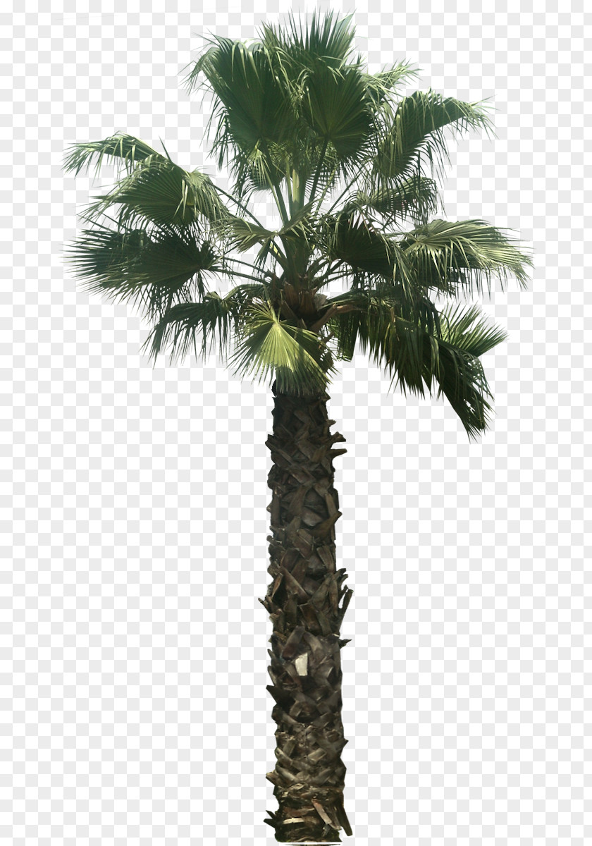 Palm Leaves Arecaceae Desktop Wallpaper Tree Clip Art PNG