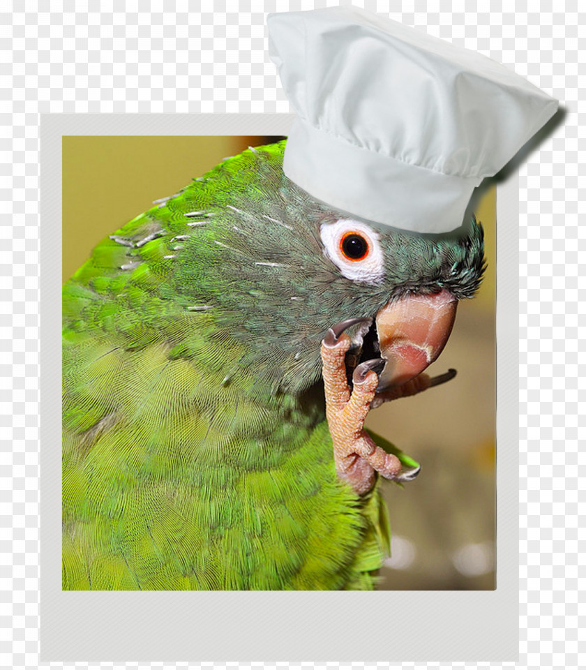 Pizza Dog Macaw Bacon Pepperoni PNG