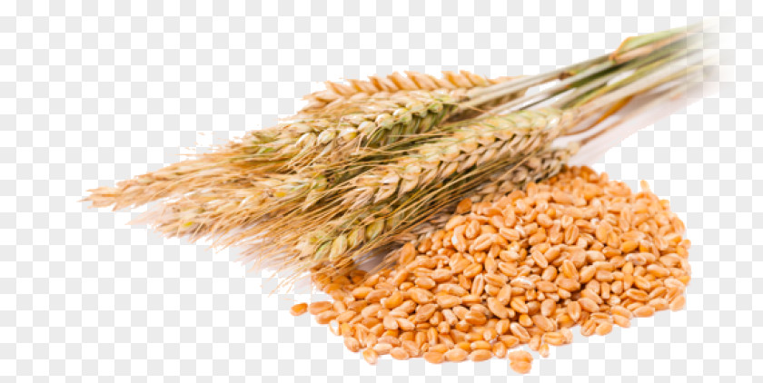 Wheat Beer Cereal Grain Common Berry PNG