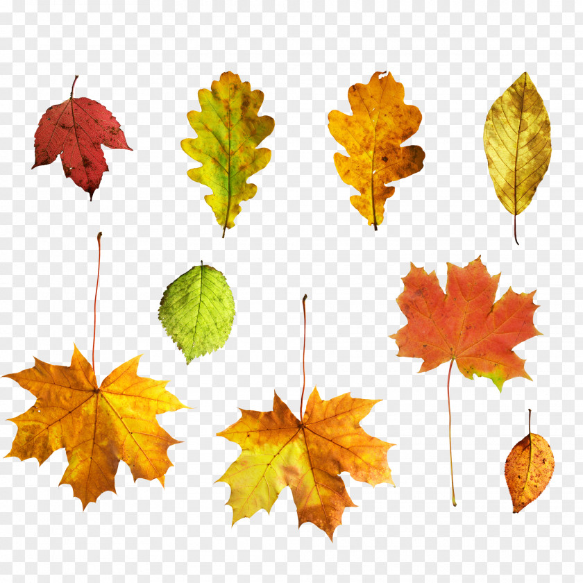 Autumn Maple Leaves Deciduous Leaf PNG