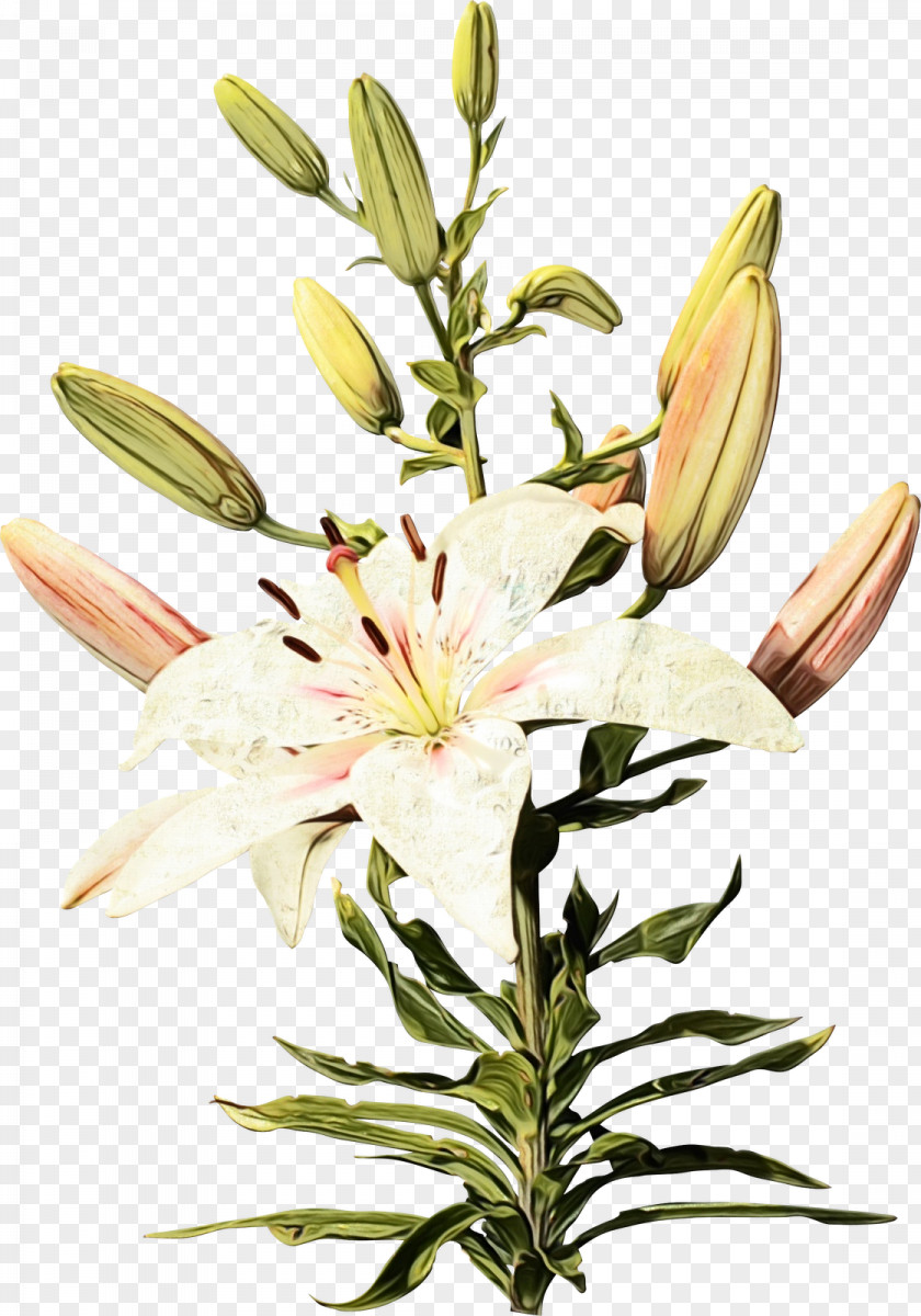 Cut Flowers Stargazer Lily Flower Flowering Plant Petal PNG