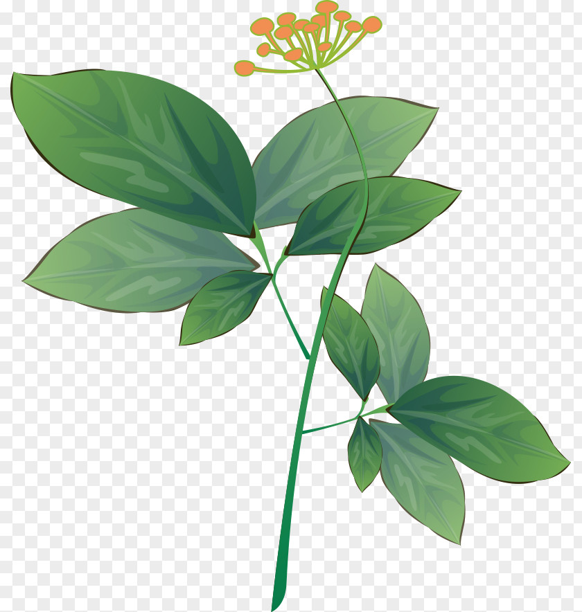 Ginseng Flower Traditional Chinese Medicine PNG