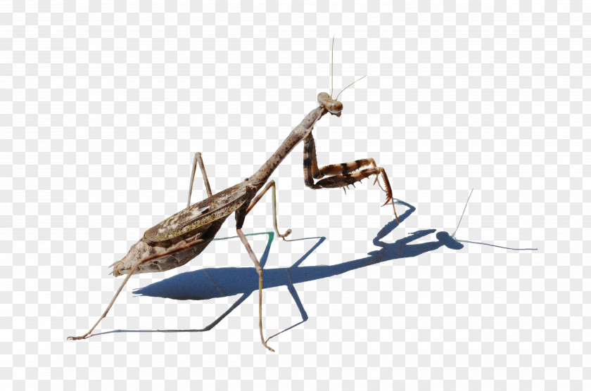 Mantis Image Resolution PNG