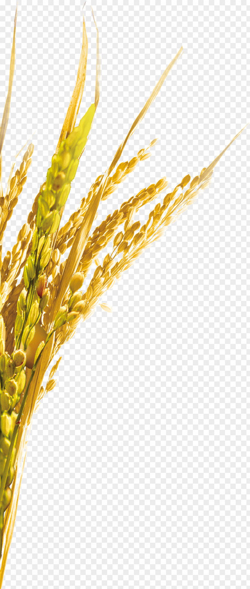 Wheat Emmer Einkorn Spelt Rice PNG