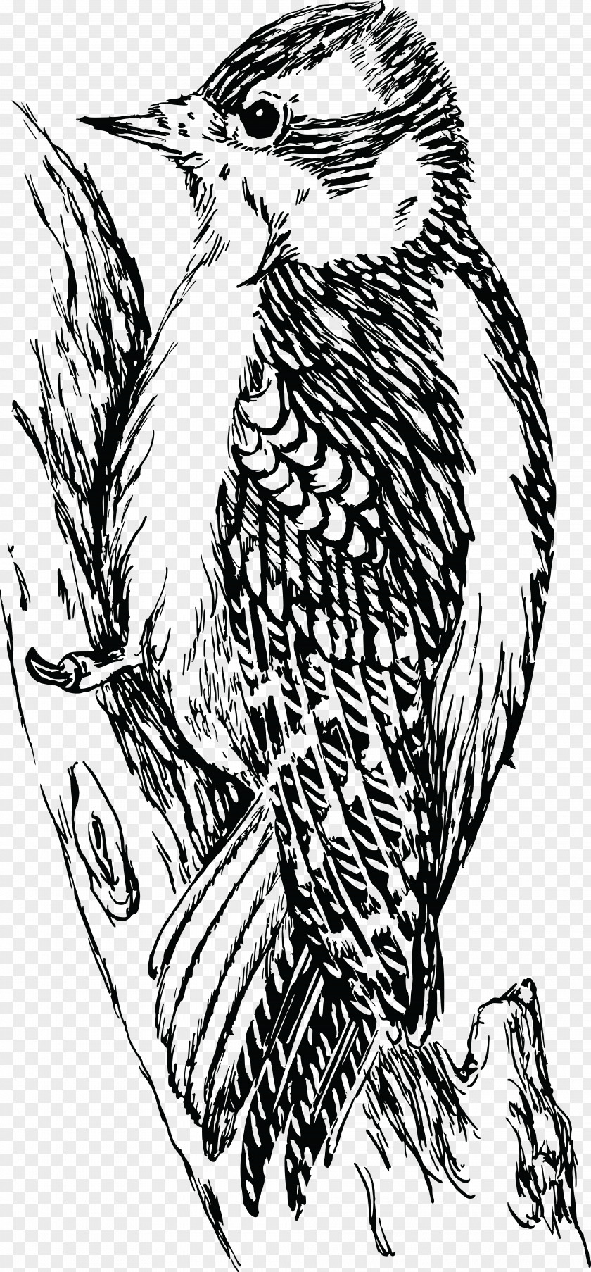 Bird Downy Woodpecker Bald Eagle Hawk PNG