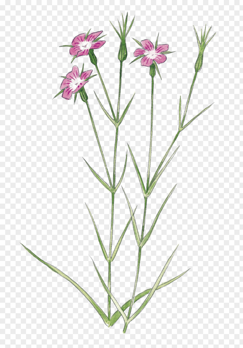 Flower Plant Stem Wildflower Pink Garden Roses PNG