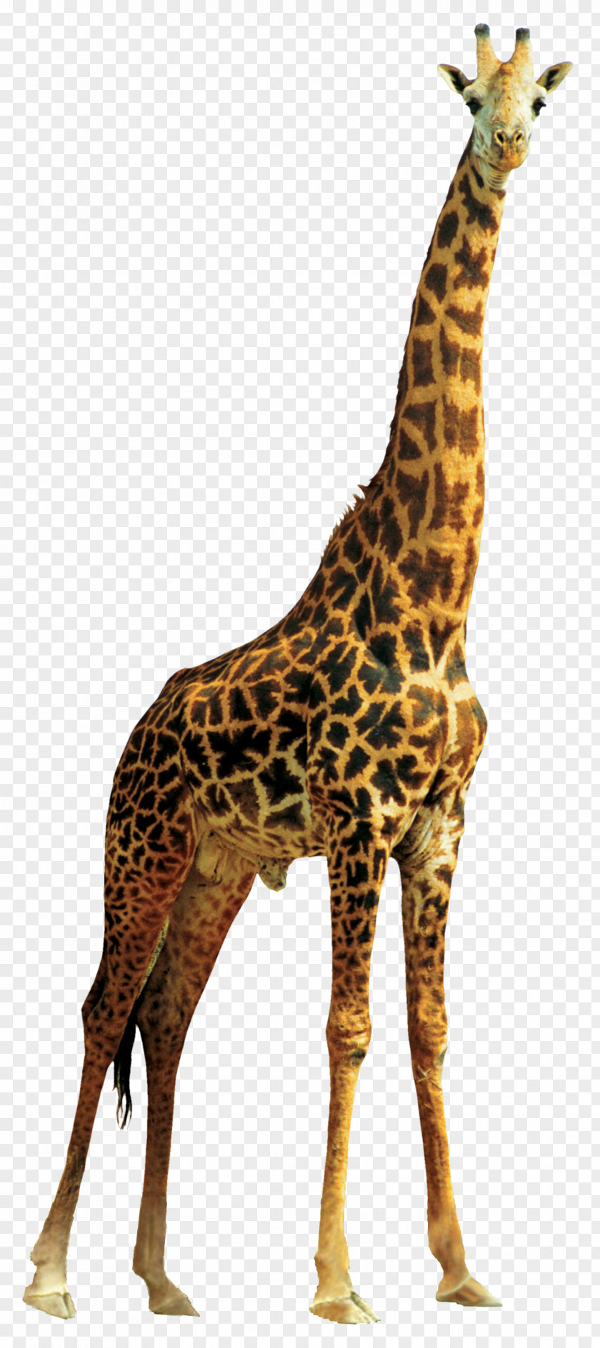 Giraffe Lion PNG